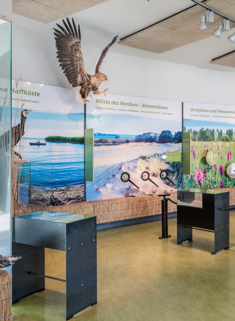 Tentoonstelling van het natuurpark aan de Lagune van Szczecin in het bezoekersinformatiecentrum met tentoonstellingen.