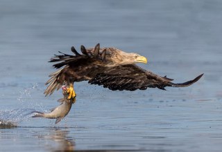 Erfolgreiche morgendliche Fischjagd // &copy; Eric Dienesch