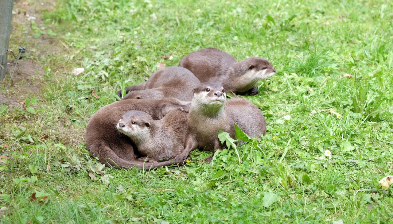Die Zwergotter sind sehr verspielt und geh&ouml;ren zu den Lieblingen vieler Besucher., &copy; Tierpark Wolgast