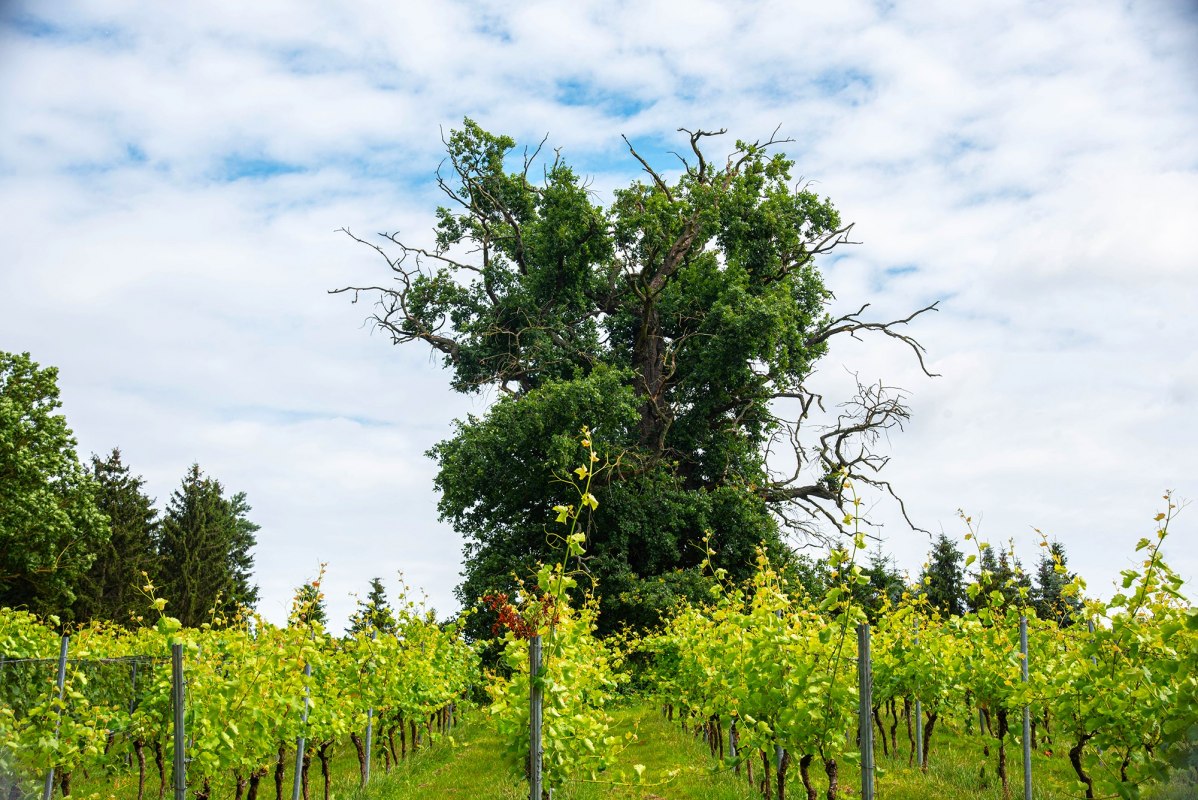 Kasteel Rattey Wijnmakerij // &copy; Weingut Schloss Rattey | Inselm&uuml;hle Usedom GmbH