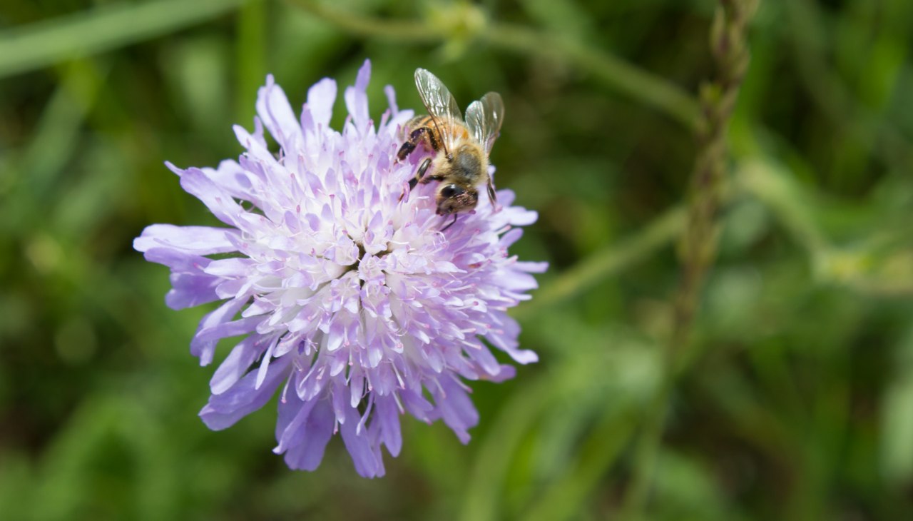 Overal zoemen en zoemen in de tuin van Wildkr&auml;uterhof Winkelkraut, &copy; Wildkr&auml;uterhof Winkelkraut / Antje Conrad