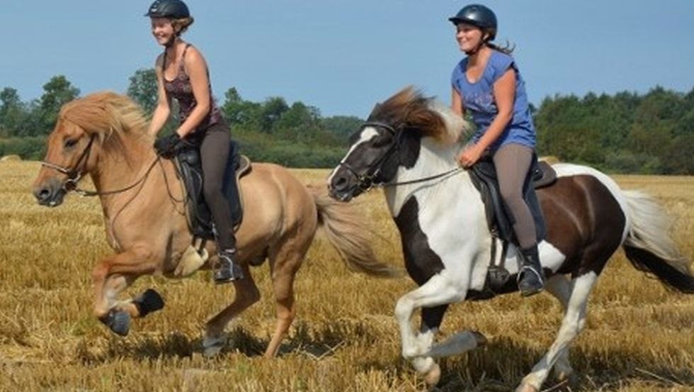 Im frischen Galopp über die Felder rund um das Islandgestüt von der Waydbrink // © Islandgestüt von der Wadybrink Im frischen Galopp über die Felder rund um das Islandgestüt von der Waydbrink // © Islandgestüt von der Wadybrink