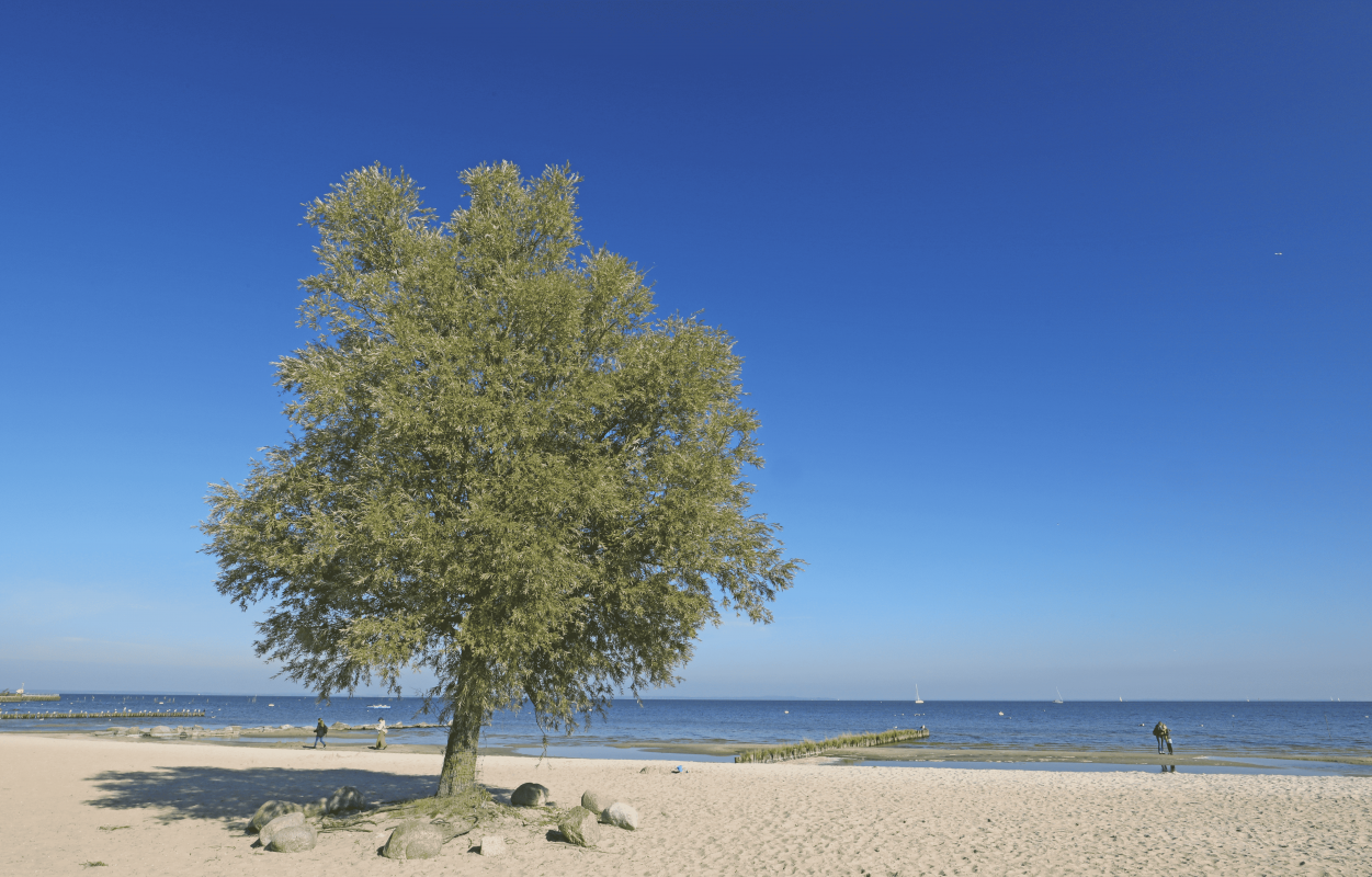 Strand // &copy; TMV/Gohlke