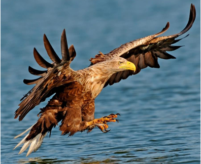 © Seeadler.PNG © Seeadler.PNG