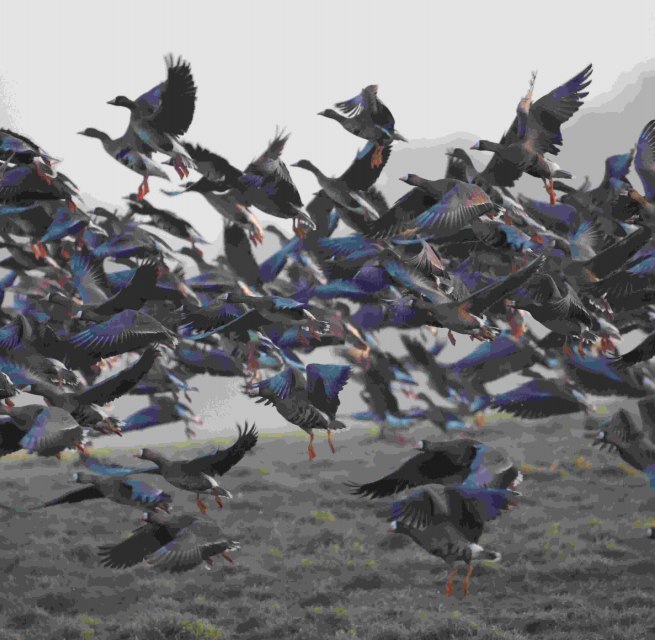 Wildgänse, © Gudrun Marin-Ziegler Wildgänse, © Gudrun Marin-Ziegler