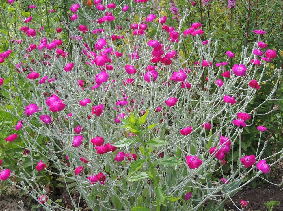 Bloeiende pracht in de showtuin, © Kurverwaltung Insel Poel Bloeiende pracht in de showtuin, © Kurverwaltung Insel Poel