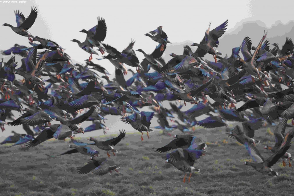 Wildgänse, © Gudrun Marin-Ziegler Wildgänse, © Gudrun Marin-Ziegler