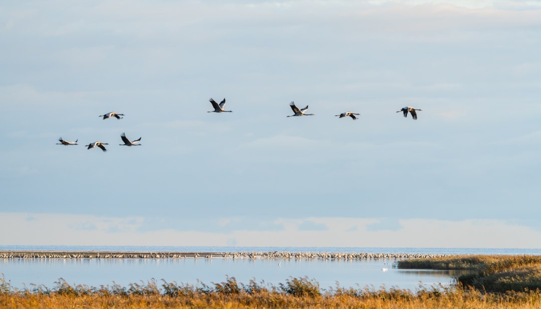 Verschillende kraanvogels vliegen over goudkleurig riet op de Bodden in het Nationaal Park Fischland-Dar&szlig;-Zingst, terwijl grote groepen op de oever rusten.