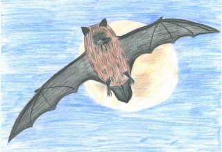 Fledermaus mit Insekt im Maul // © Müritzeum Fledermaus mit Insekt im Maul // © Müritzeum