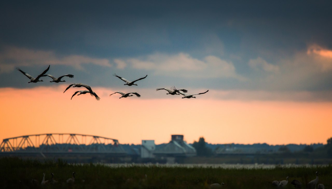 kraniche-vor-der-meiningenbruecke, © Arndt Gläser kraniche-vor-der-meiningenbruecke, © Arndt Gläser