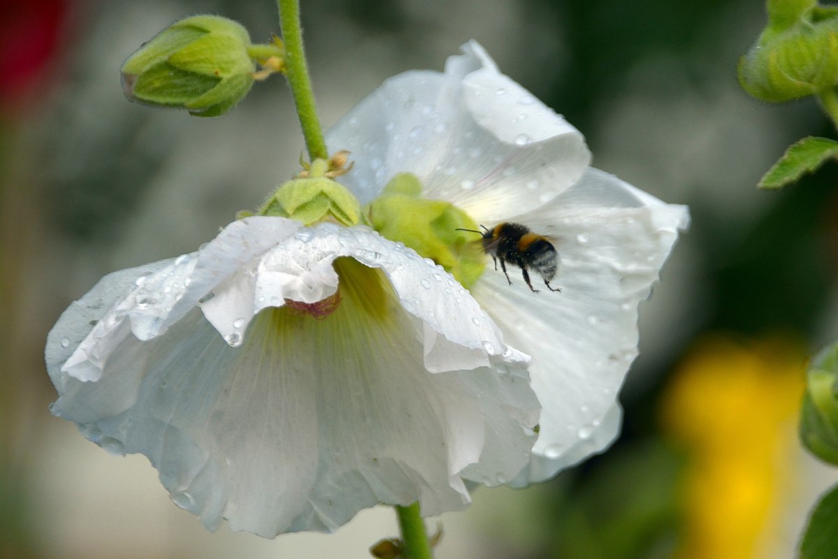 Hommel op zoek naar voedsel // &copy; Karsten Peter