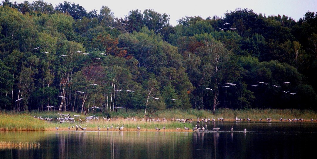 Kraniche im Wasser, &copy; Reinhard Sobiech