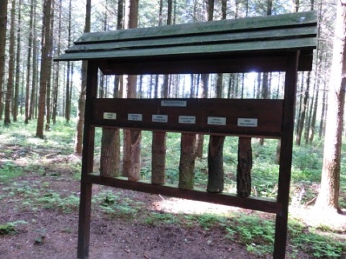 Baumrindenfühlstation im Wald der Sinne // © Baltzer Baumrindenfühlstation im Wald der Sinne // © Baltzer