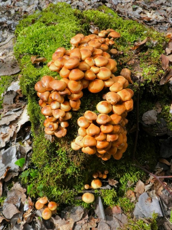 &copy; Gemeinde Ostseebad Glowe