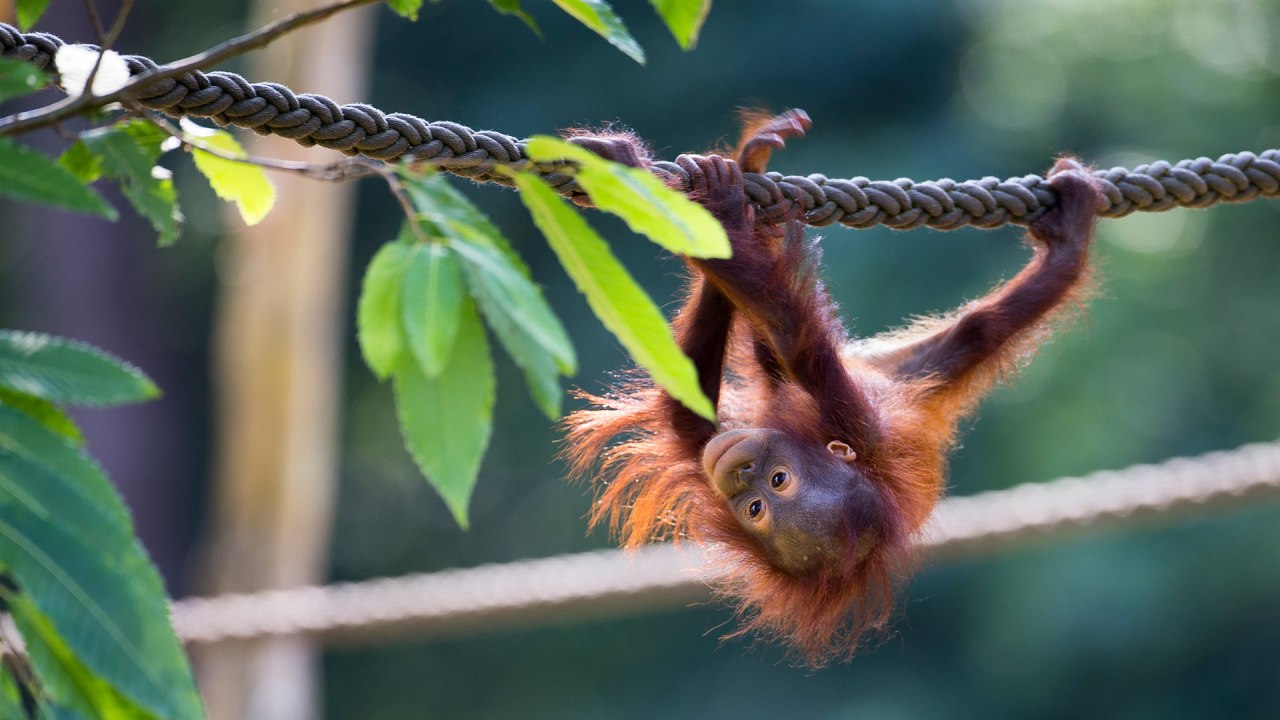 Een klimmende orang-oetan in de dierentuin van Rostock. // © Zoo Rostock/ Müller Een klimmende orang-oetan in de dierentuin van Rostock. // © Zoo Rostock/ Müller