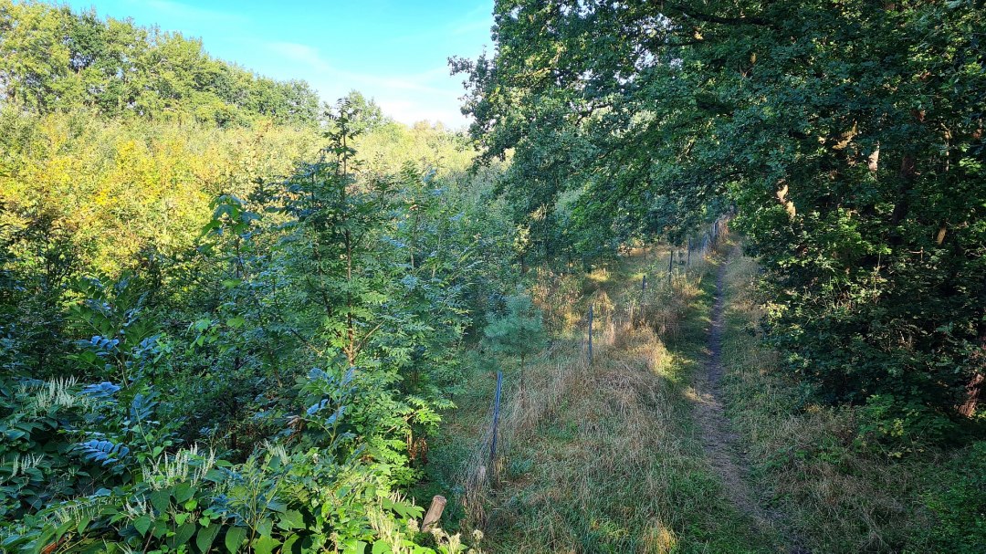 Klimaatbos Bad Kleinen, © Landesforst MV Klimaatbos Bad Kleinen, © Landesforst MV