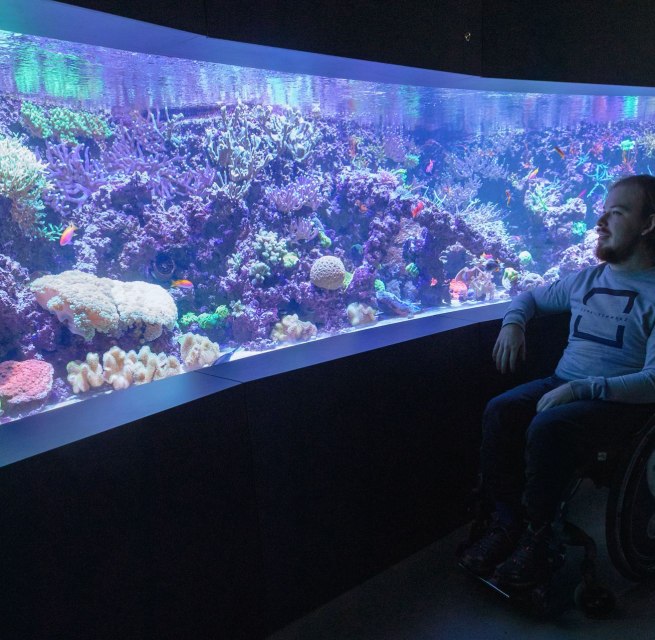 Leuchtende tropische Korallen kann man im MEERESMUSEUM bei einer Aquarienf&uuml;hrung entdecken. // &copy; Anke Neumeister/Deutsches Meeresmuseum