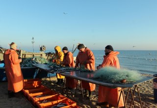 Der Hering wird aus dem Netz gepult // © MYFISH-ostsee, © Freddie Bijkerk Der Hering wird aus dem Netz gepult // © MYFISH-ostsee, © Freddie Bijkerk