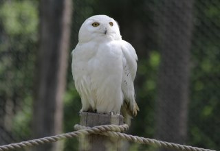Schnee-Eule auf dem Eulenberg im Wildpark-MV // &copy; Wildpark-MV