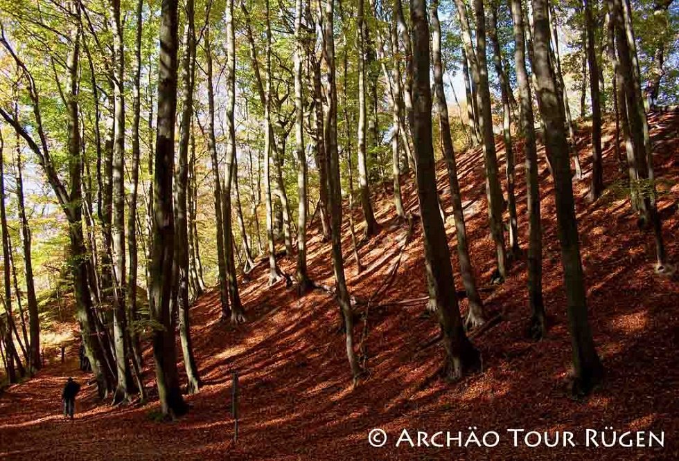 de ca. 9 m hoge wal in het Stubnitz-beukenbos // © Archäo Tour Rügen de ca. 9 m hoge wal in het Stubnitz-beukenbos // © Archäo Tour Rügen