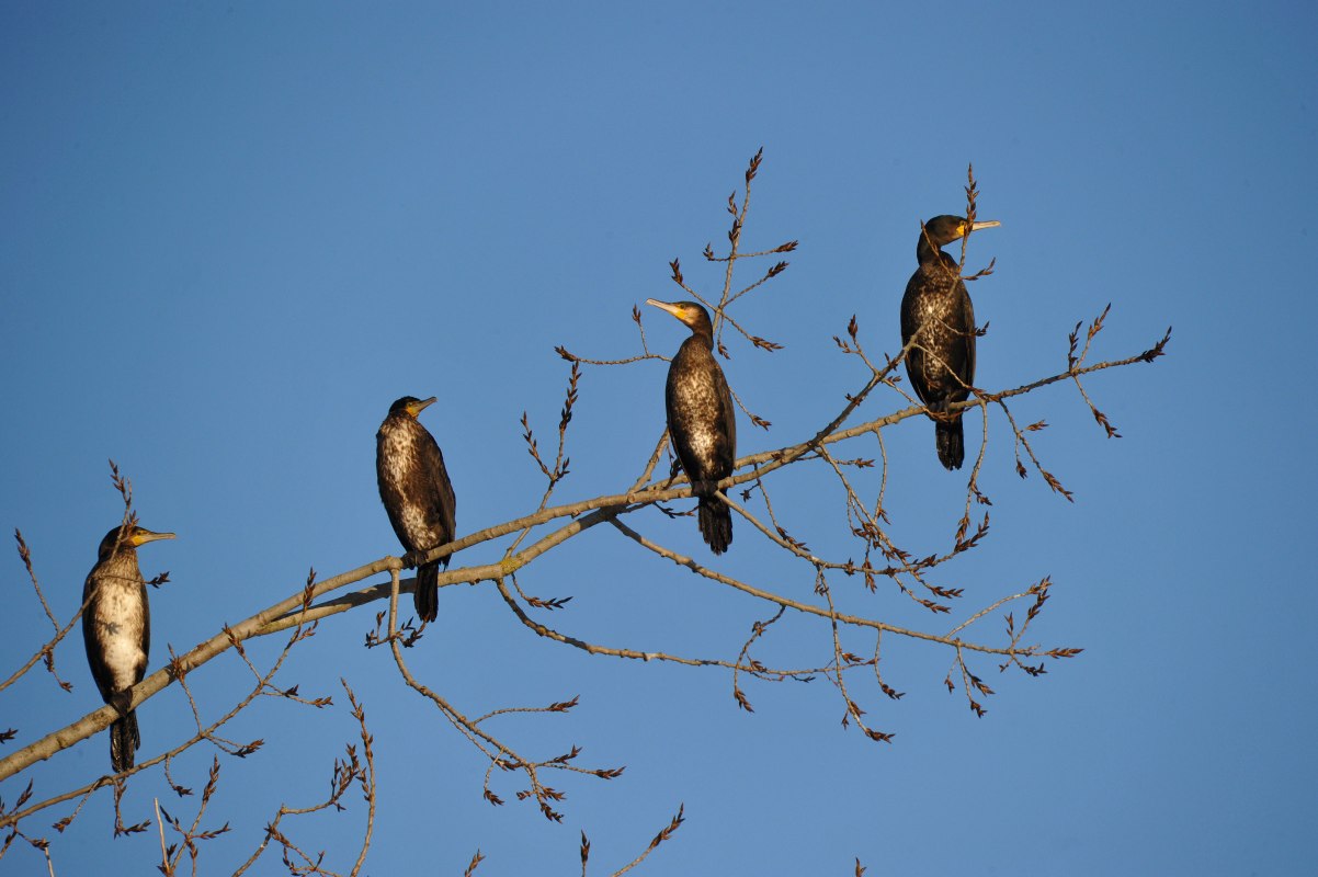 Kormorane auf Ruhebaum // &copy; Silvio Heidler