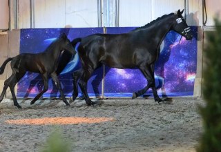 Stutenleistungsprüfung Bernsteinreiter, © de Stutenleistungsprüfung Bernsteinreiter, © de