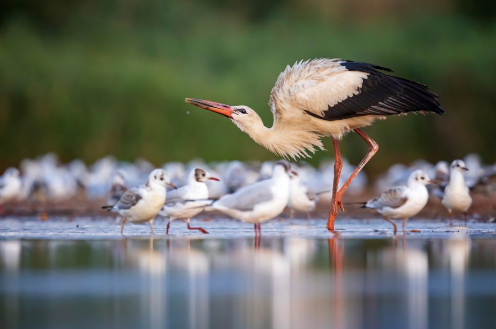 Weißstorch und Möven, © Thomas Hinsche