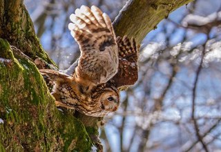 Waldkauz im Flug, &copy; Reiner Jacobs
