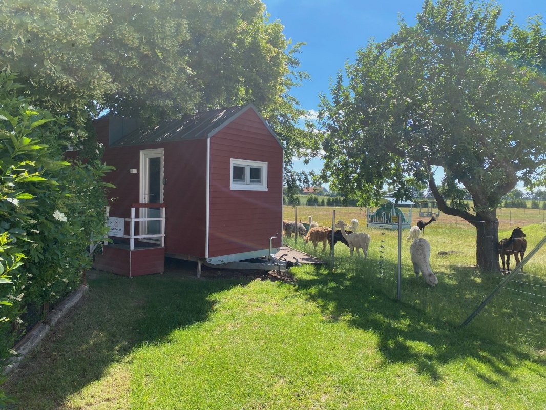 Tiny-House mit Blick auf die Alpakas // © Alpaka Idylle Tiny-House mit Blick auf die Alpakas // © Alpaka Idylle