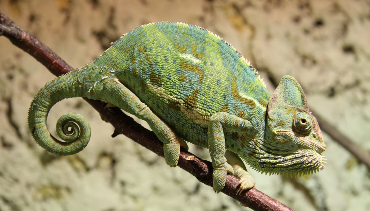 Tropenhaus_Bansin_CopyR_Marcel_Piper (34), © Tropenzoo_Bansin_Marcel_Piper Tropenhaus_Bansin_CopyR_Marcel_Piper (34), © Tropenzoo_Bansin_Marcel_Piper