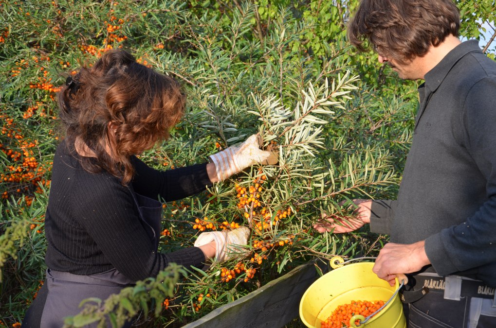 Sanddornernte in der Alten Büdnerei, © Alte Büdnerei/Schröter Sanddornernte in der Alten Büdnerei, © Alte Büdnerei/Schröter