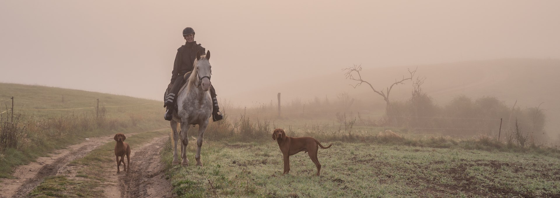 Ridetur p&aring; hest gennem Recknitztal i t&aring;ge sammen med hunde om morgenen.