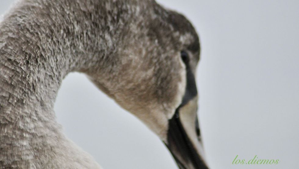 junger Höckerschwan, © Peter Diemer junger Höckerschwan, © Peter Diemer