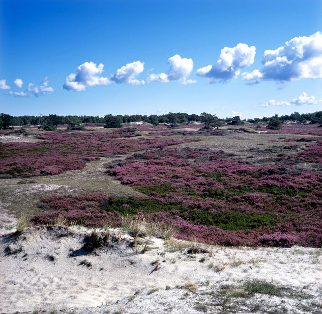Heideblüte auf Hiddensee, © NPA Vorpommern Heideblüte auf Hiddensee, © NPA Vorpommern