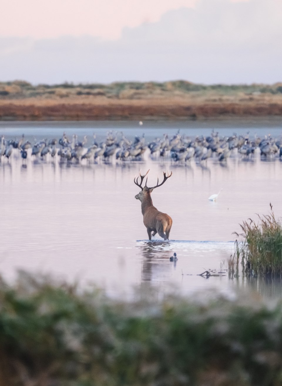 Een hert waadt bij zonsopgang door het ondiepe water, omringd door riet en een groep kraanvogels op de achtergrond.
