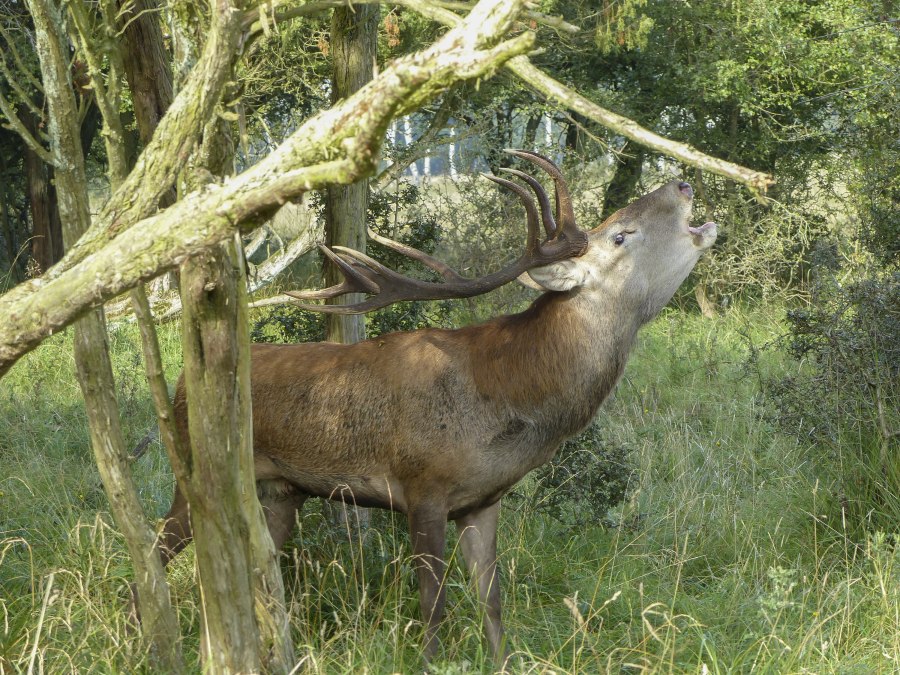 Rothirsch_Spicher, © Volker Spicher Rothirsch_Spicher, © Volker Spicher