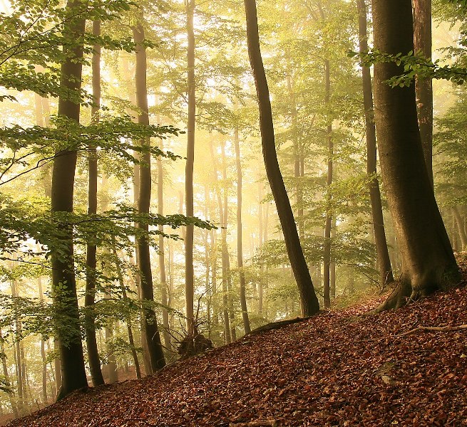© Kurverwaltung Feldberg © Kurverwaltung Feldberg