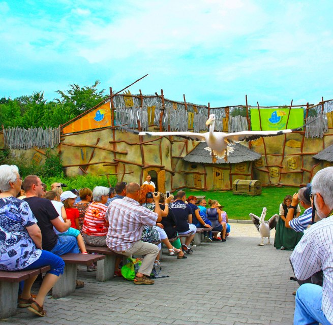 Pelikane in der Tiershow, © Vogelpark Pelikane in der Tiershow, © Vogelpark