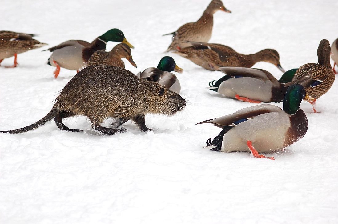 Nutria zwischen Stockenten // &copy; W. St&uuml;rzbecher