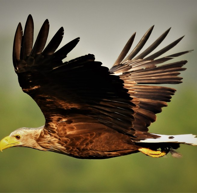 Seeadler im Flug, &copy; J&ouml;rg Dollmanski