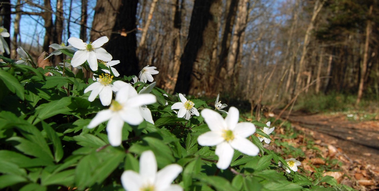 Buschwindr&ouml;schen // &copy; S. Hoffmeister