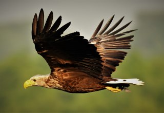 Seeadler im Flug, &copy; J&ouml;rg Dollmanski