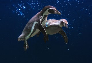 Fliegende Pinguine // &copy; Vogelpark Marlow