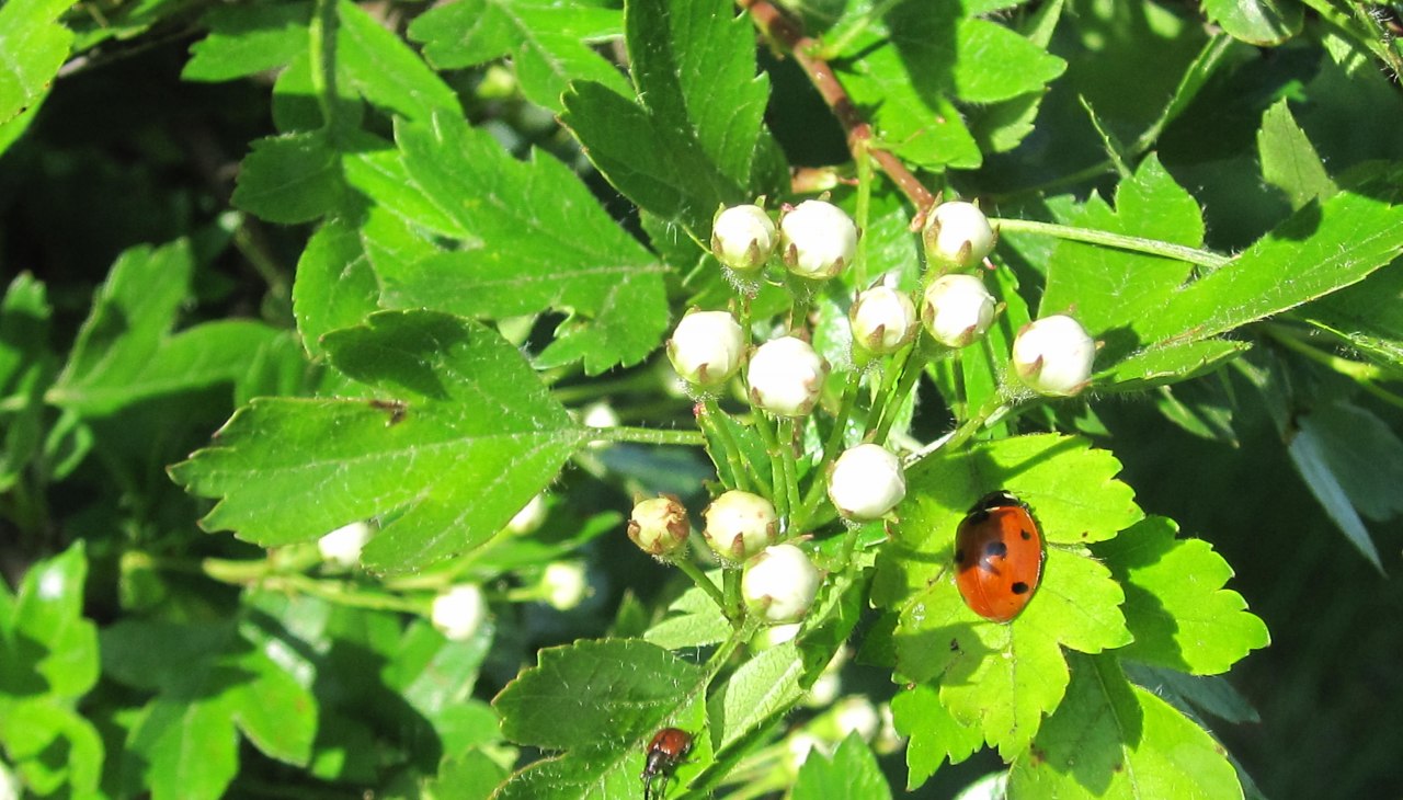 Natur, Marienkäfer, Blatt, © Kurverwaltung Natur, Marienkäfer, Blatt, © Kurverwaltung