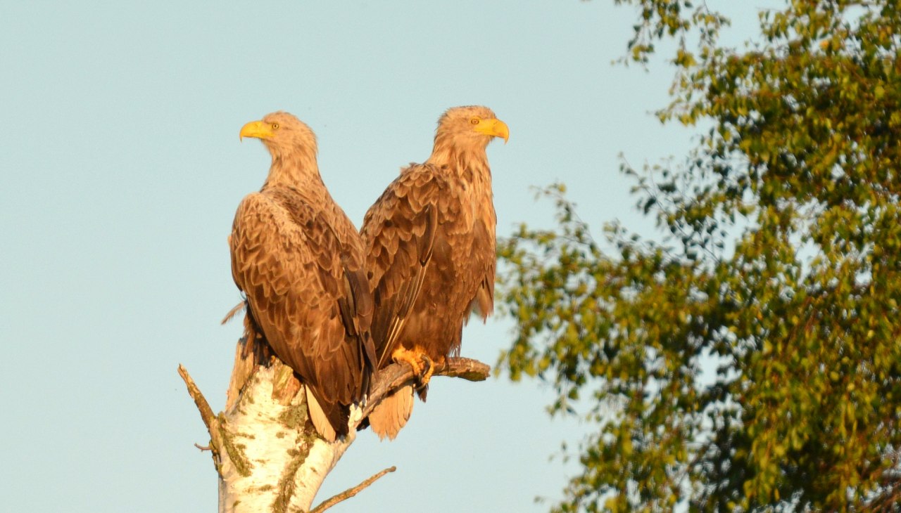 Seeadler-P&auml;rchen in der Abendsonne am Ufer der Recknitz, &copy; Thomas Naumann