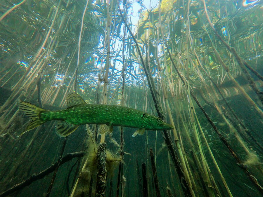 095E200C-C70D-443D-81AA-546B60FA646B, © Tauchcenter Feldberg