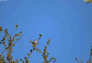 Der Frühling ist da und damit auch das Vogelgezwitscher. Jetzt im Frühjahr sind unsere Singvögel besonders intensiv zu hören, sei es, um ein Weibchen zu umwerben oder einen Revieranspruch zu festigen.
Sich die ganzen Melodien zu merken und dann auch noch dem richtigen Sänger zuzuordnen, damit sind manche Naturfreunde überfordert. Die verschiedenen Lebensräume, in denen die Arten zu Hause sind, geben Aufschluss über die Lebensweise. Damit die Vogelstimmen etwas vertrauter werden, lädt der Förderverein des Naturparks Mecklenburgische Schweiz und Kummerower See zu einer Vogelstimmenwanderung ein. Geführt wird diese von dem Ornithologen Peter Boje aus Teterow.
Der Treffpunkt ist in Teterow auf dem Parkplatz der Gaststätte „Hohes Holz“. Von hier aus wird zu Fuß etwa 3 Kilometer gewandert. Ein Fernglas solle unbedingt dabei sein., © Gudrun Marin-Ziegler Der Frühling ist da und damit auch das Vogelgezwitscher. Jetzt im Frühjahr sind unsere Singvögel besonders intensiv zu hören, sei es, um ein Weibchen zu umwerben oder einen Revieranspruch zu festigen.
Sich die ganzen Melodien zu merken und dann auch noch dem richtigen Sänger zuzuordnen, damit sind manche Naturfreunde überfordert. Die verschiedenen Lebensräume, in denen die Arten zu Hause sind, geben Aufschluss über die Lebensweise. Damit die Vogelstimmen etwas vertrauter werden, lädt der Förderverein des Naturparks Mecklenburgische Schweiz und Kummerower See zu einer Vogelstimmenwanderung ein. Geführt wird diese von dem Ornithologen Peter Boje aus Teterow.
Der Treffpunkt ist in Teterow auf dem Parkplatz der Gaststätte „Hohes Holz“. Von hier aus wird zu Fuß etwa 3 Kilometer gewandert. Ein Fernglas solle unbedingt dabei sein., © Gudrun Marin-Ziegler