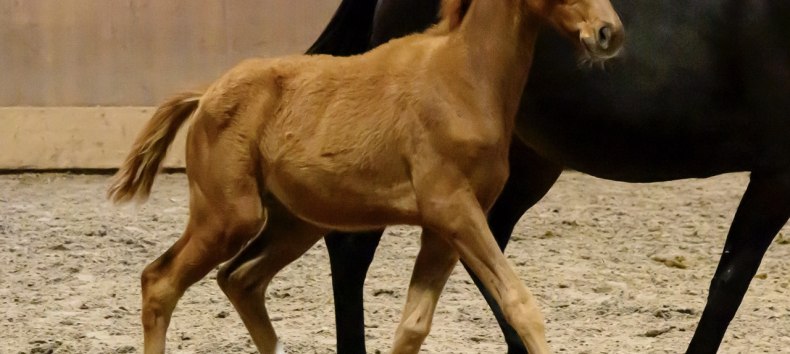 Fohlenschau der Trakehner 2025 // &copy; DE