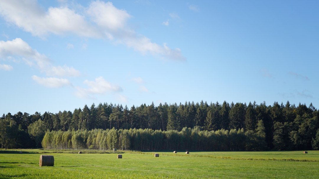 Klimawald Mirow, © Landesforst MV Klimawald Mirow, © Landesforst MV