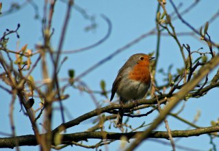 Rotkehlchen, © F. Schmidt Rotkehlchen, © F. Schmidt